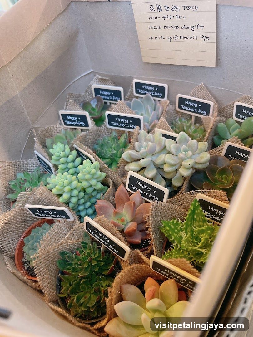Succulent Gift Set Display
