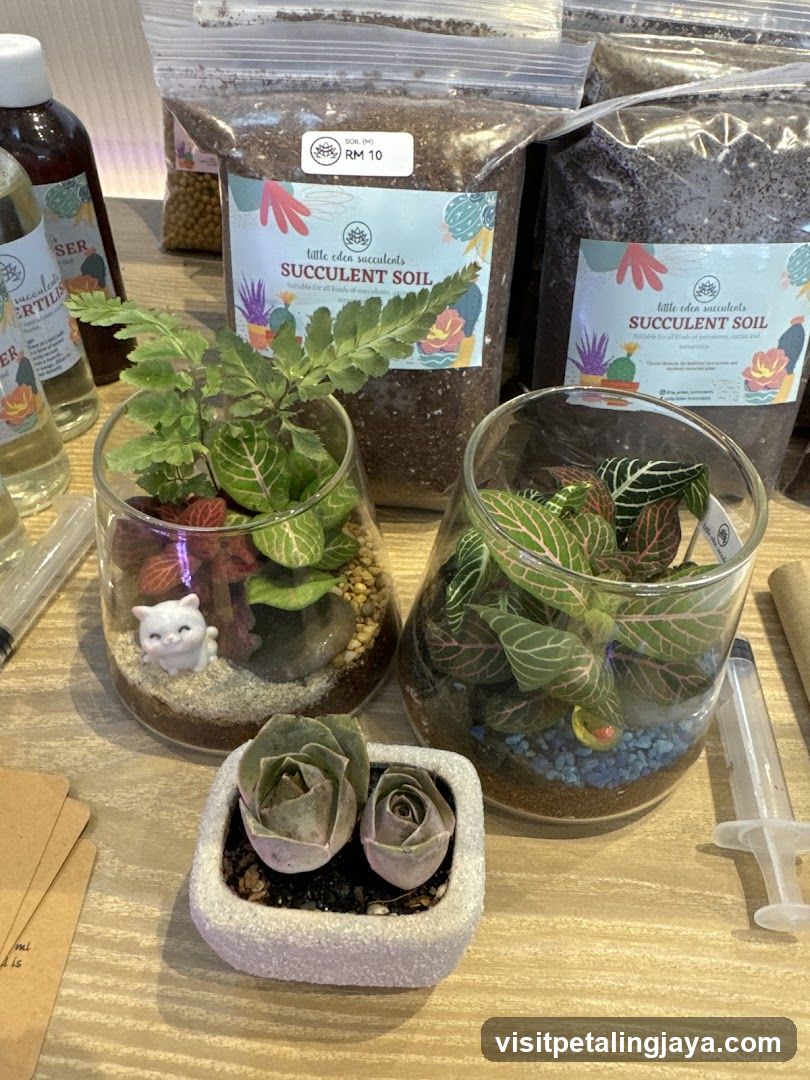 Succulent Soil and Terrarium Display