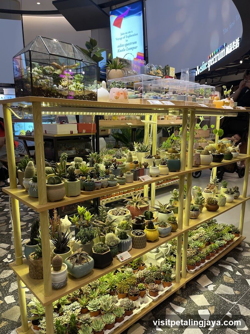 Indoor Plant Display