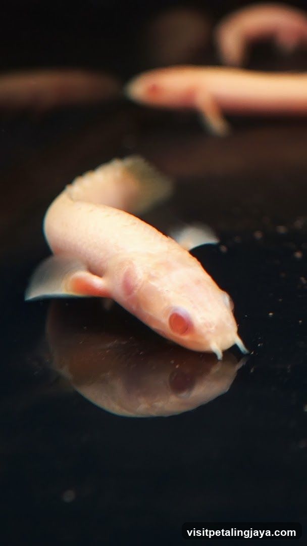 NMS Aquatics