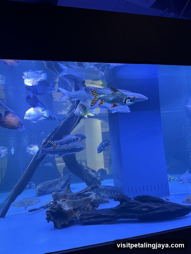 NMS Aquatics