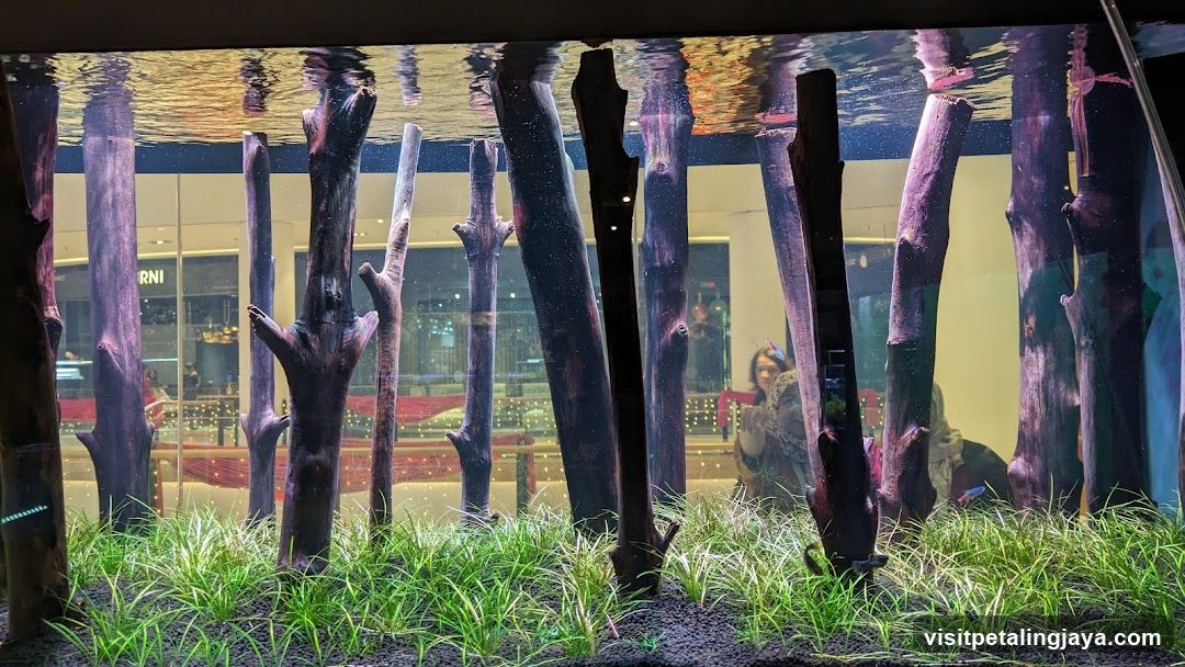 Underwater Forest Display