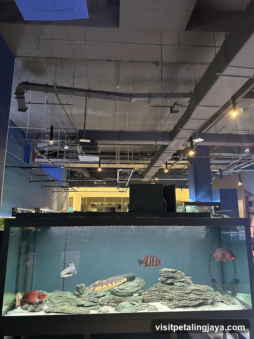 Aquarium Display Tank