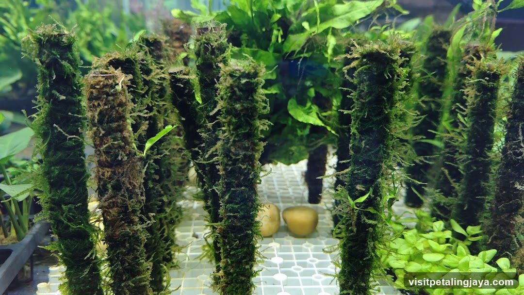 Aquarium Moss Plants