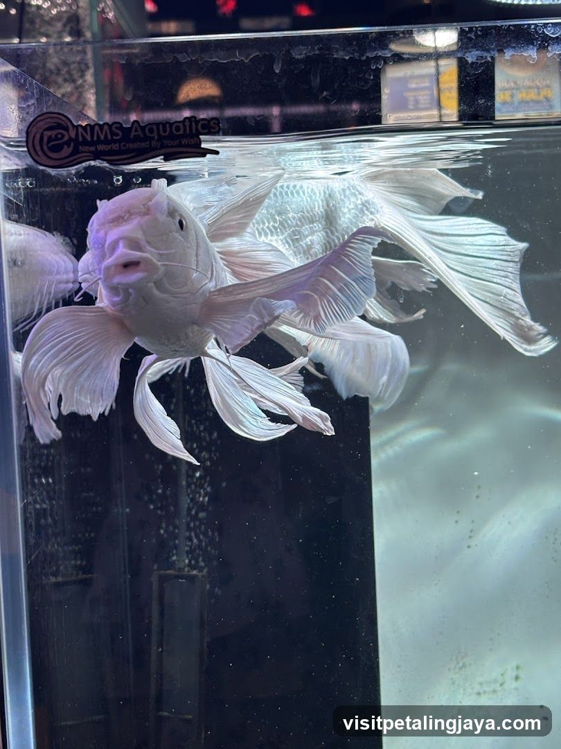 Fishtank with white fish