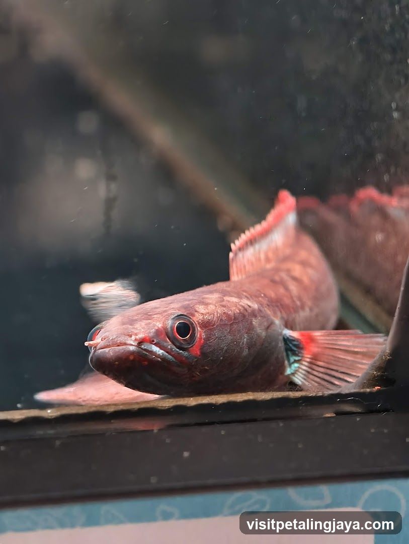 Red Arowana Fish in Aquarium