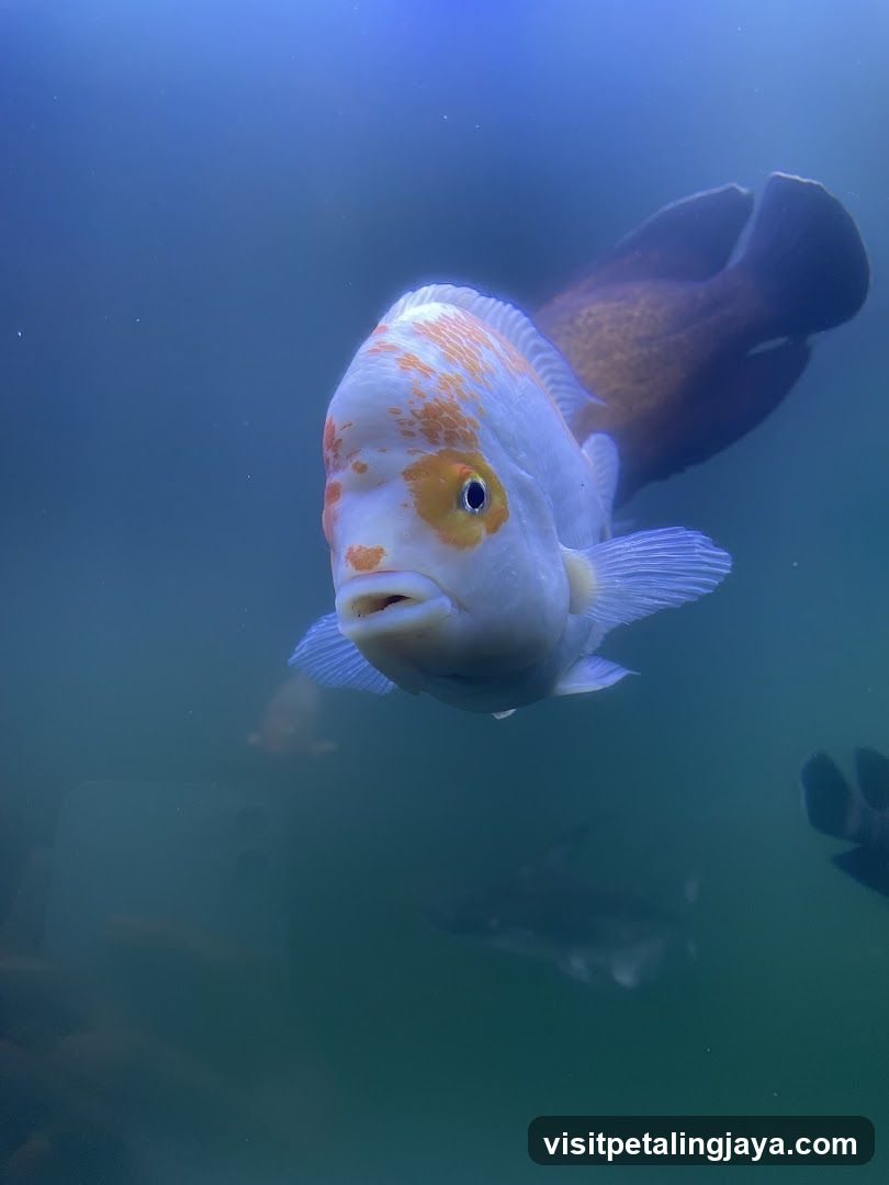 Ornamental Fish in Aquarium