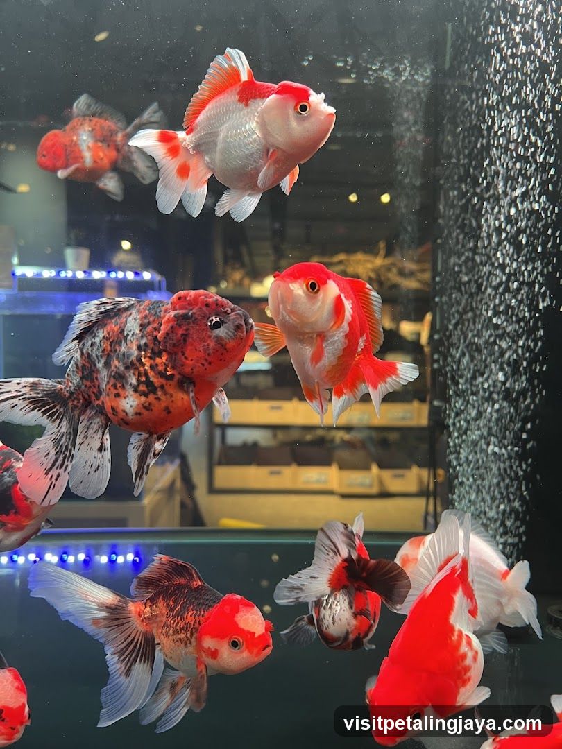 Goldfish in Aquarium
