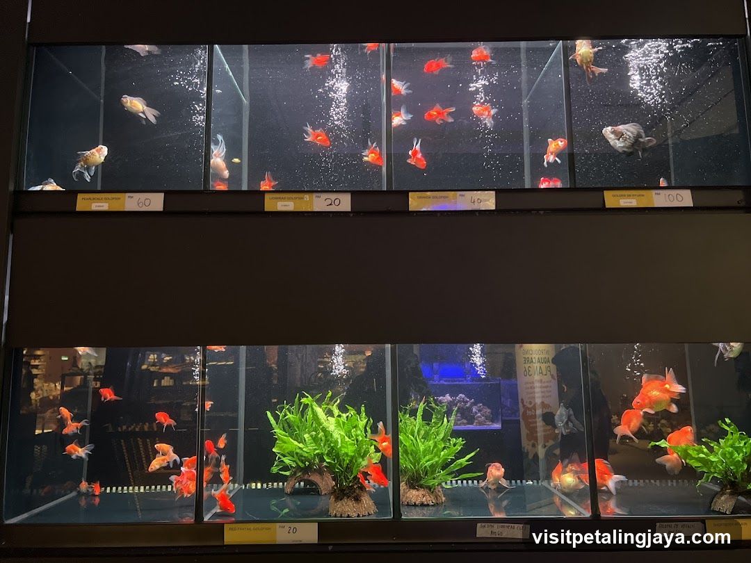 Goldfish Display Tanks