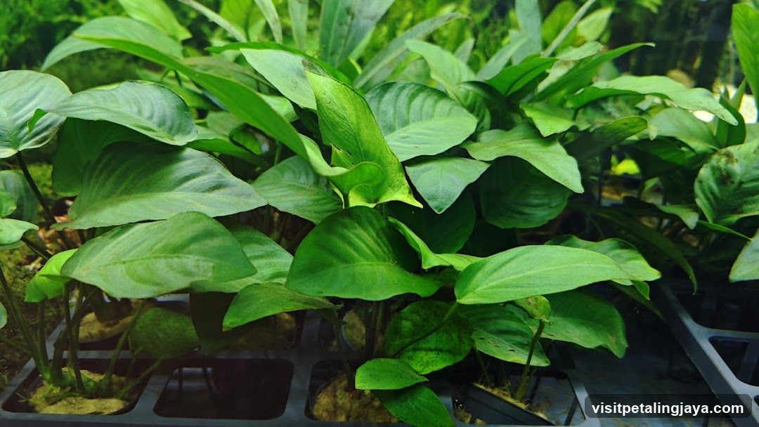Green Leafy Plants in Trays