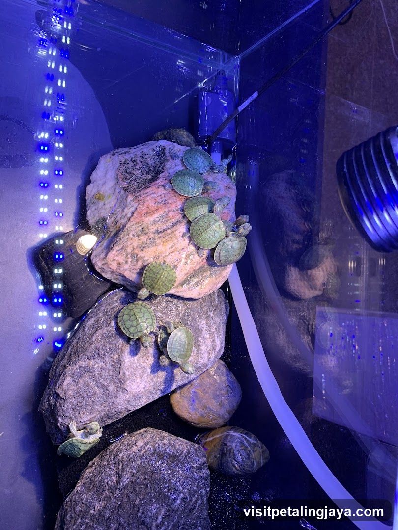 Turtle Tank Interior