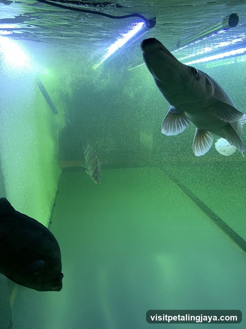 Underwater Fish Tank Scene