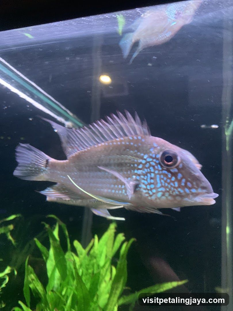 Aquarium Fish with Blue Spots