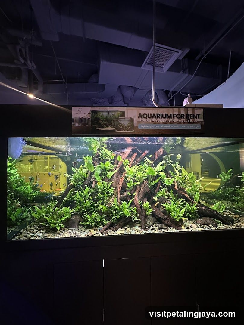 Aquarium Rental Display