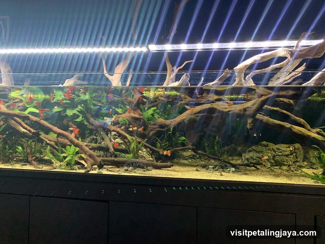 Aquarium Setup