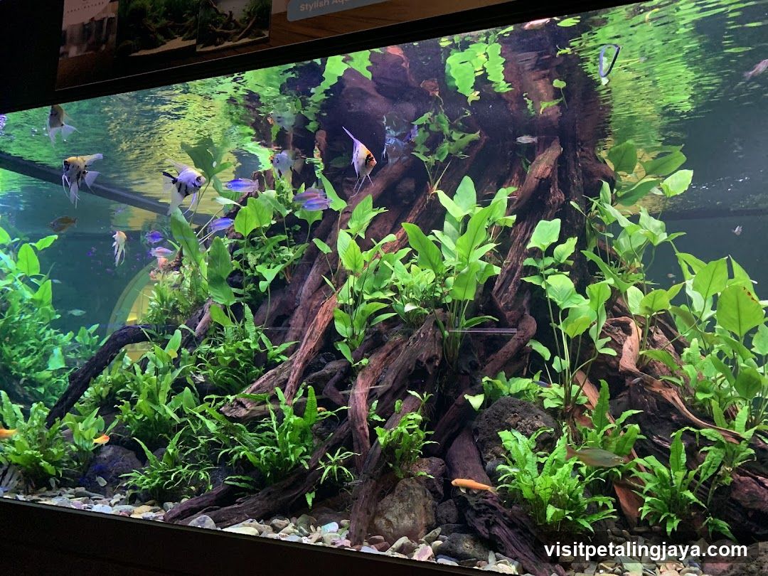 Aquarium Display