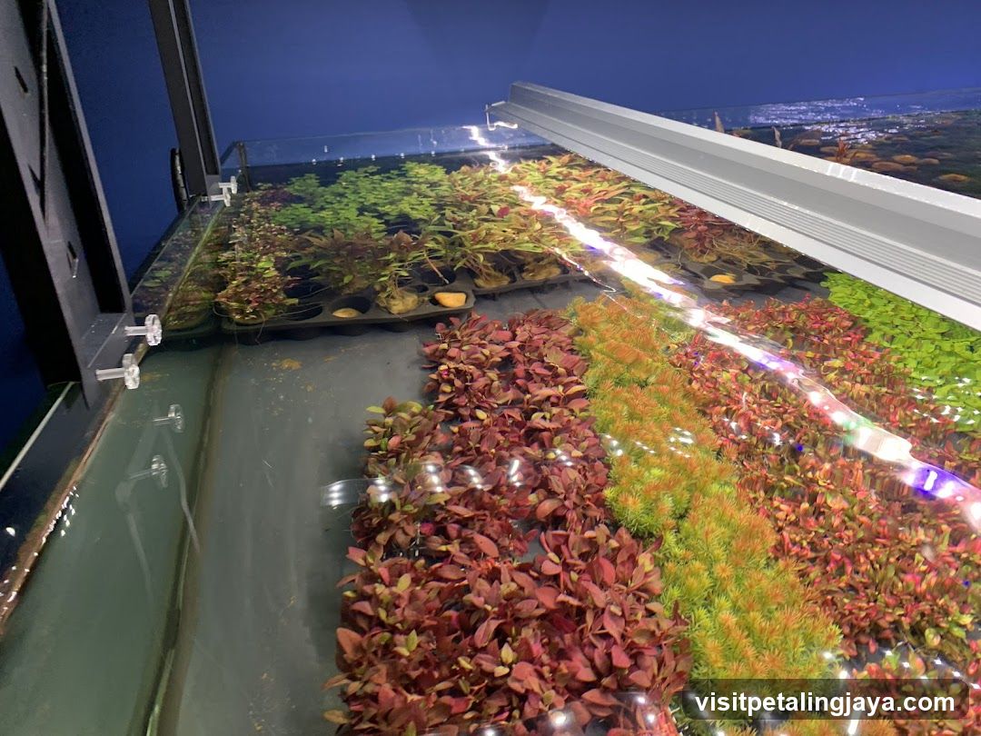 Aquarium Plant Display