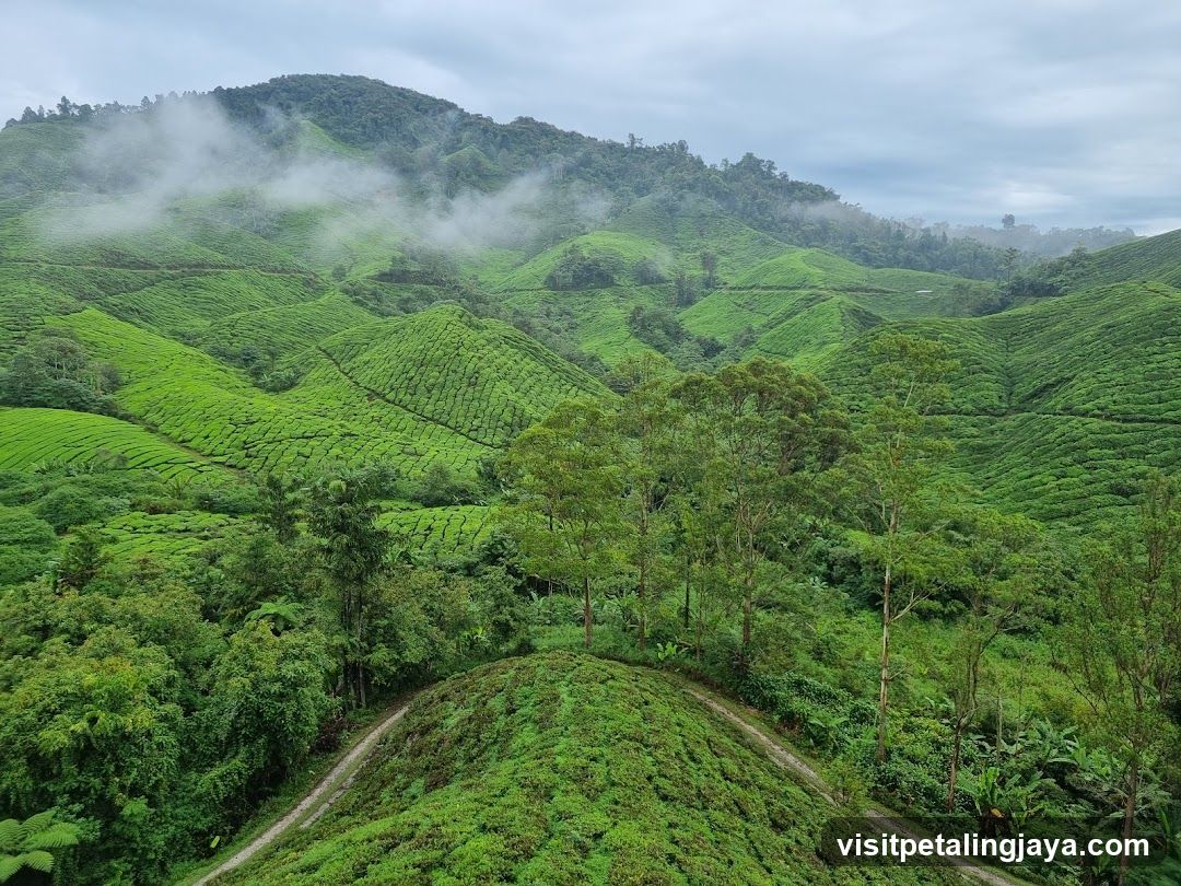 Tea Plantation Landscape