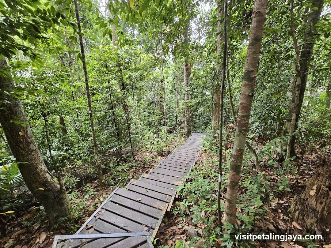 Forest Trail Pathway