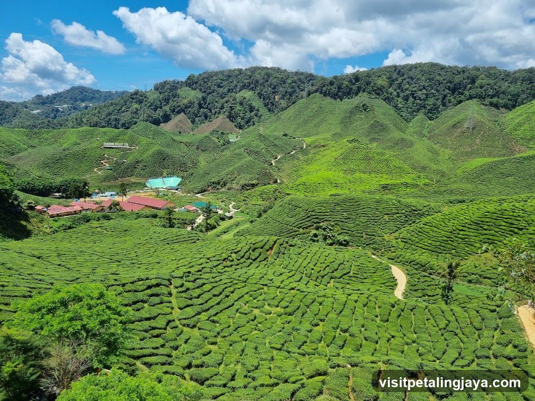 Tea Plantation Landscape