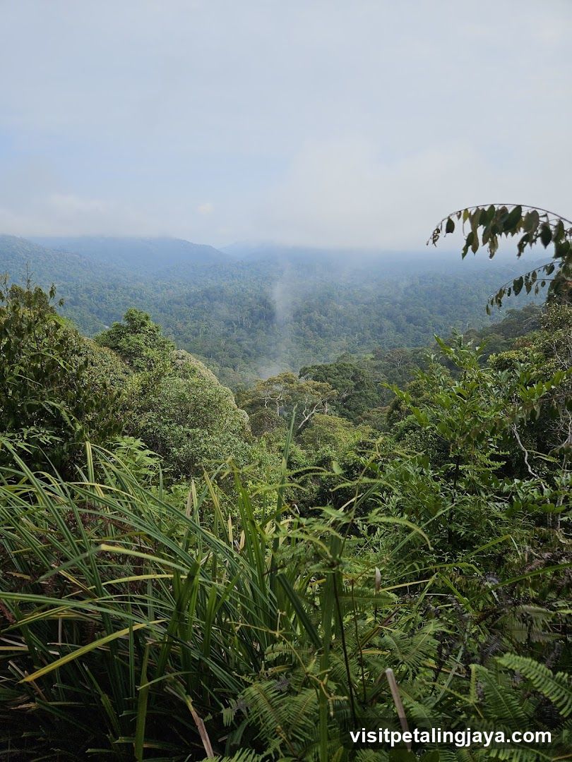 Jungle View from Hilltop
