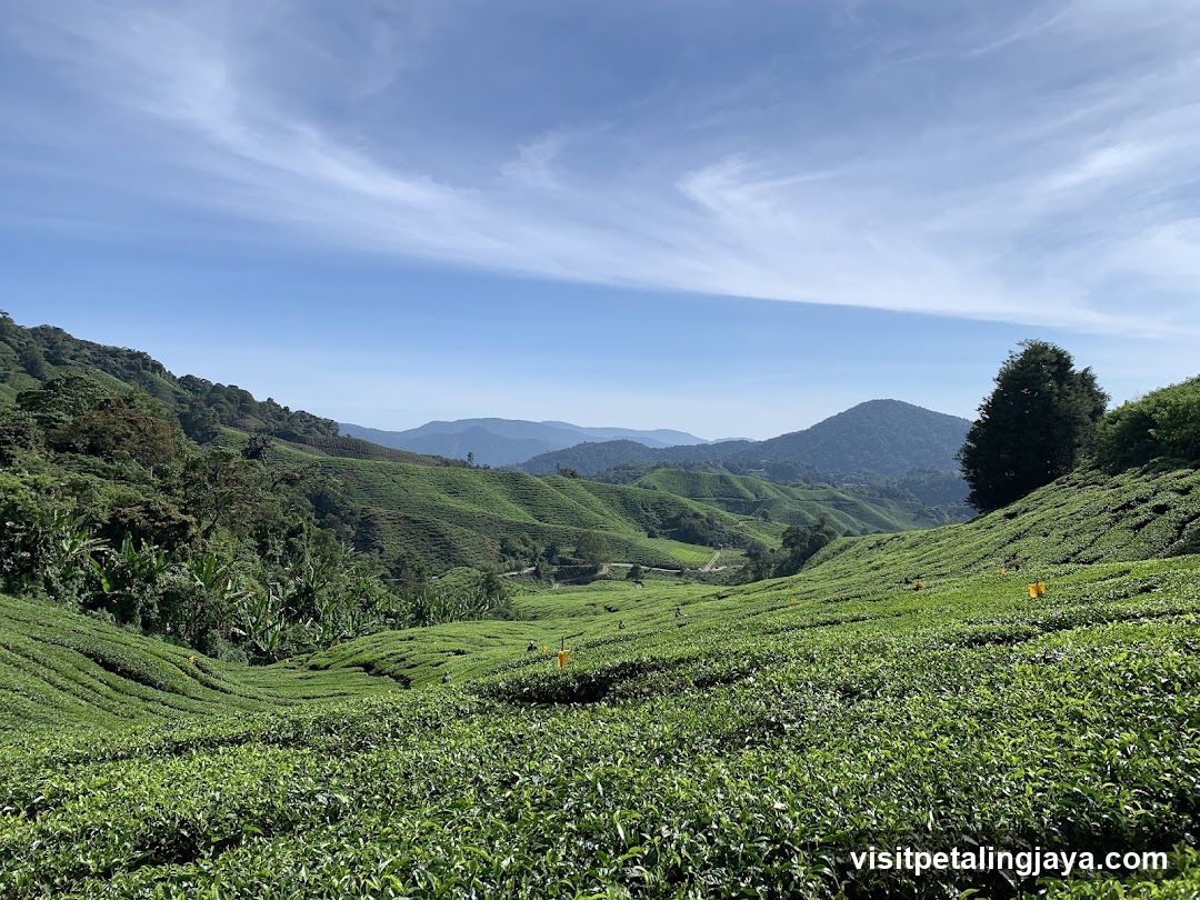 Tea Plantation Landscape