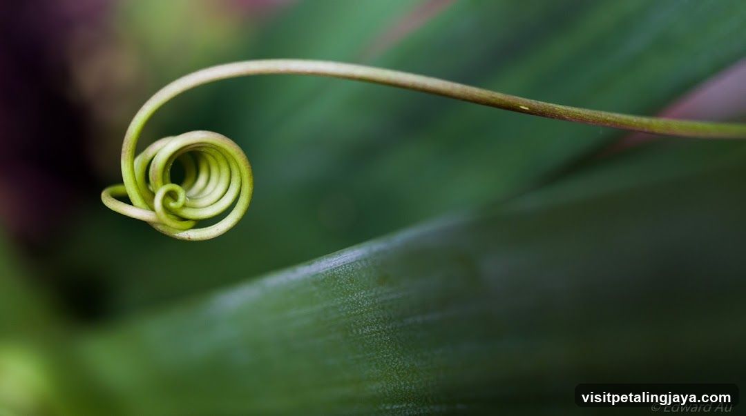 Coiled Vine Tip