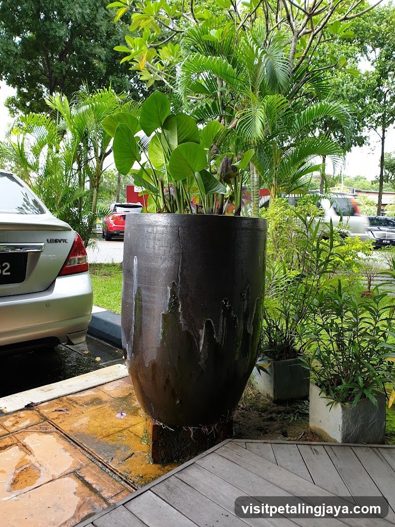 Outdoor Plant Display with Cars in Background