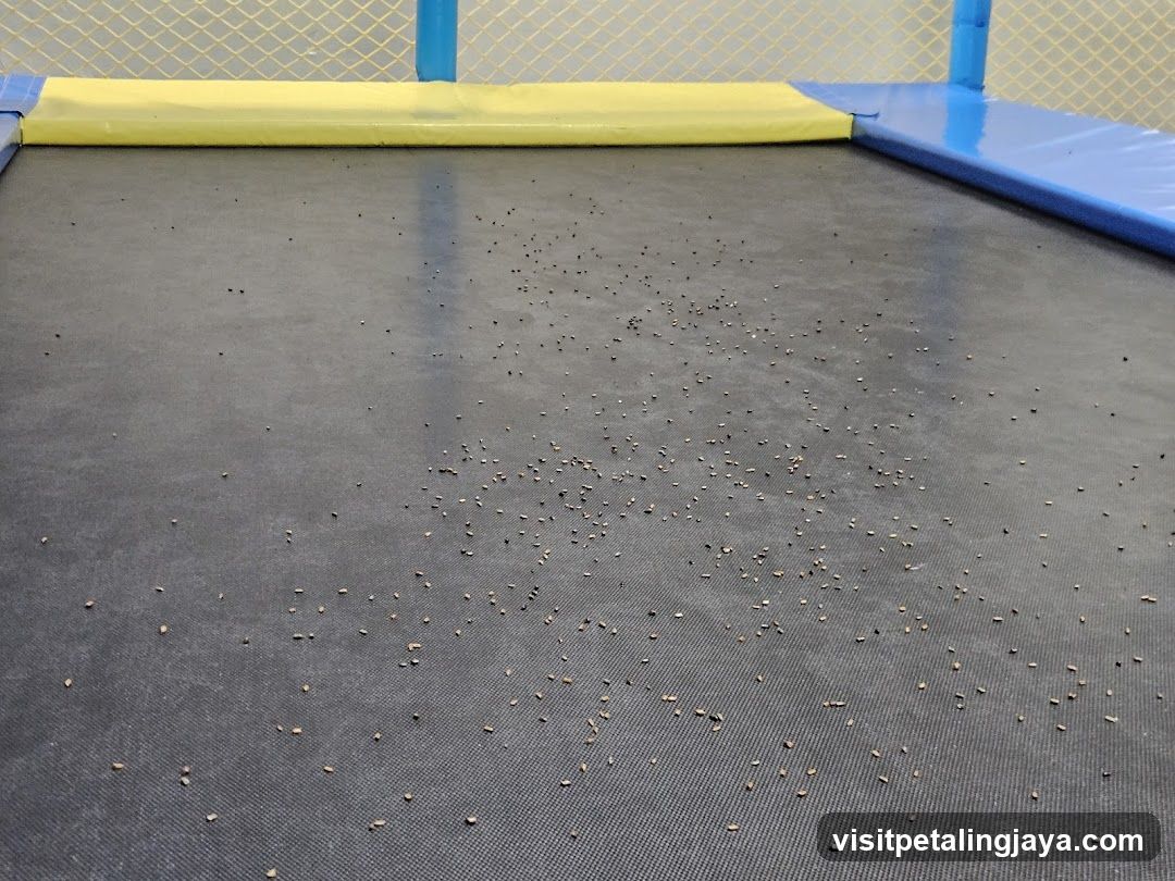 Seeds on Trampoline