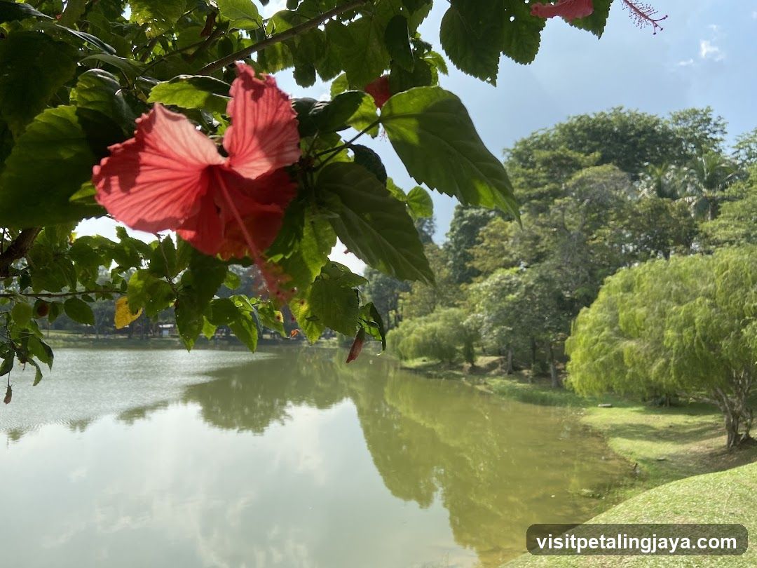 Red Hibiscus by the Lake