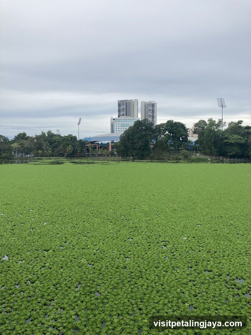 Green Water Surface with Buildings in Background