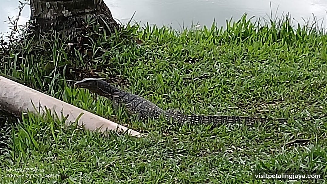 Monitor lizard in grass near water