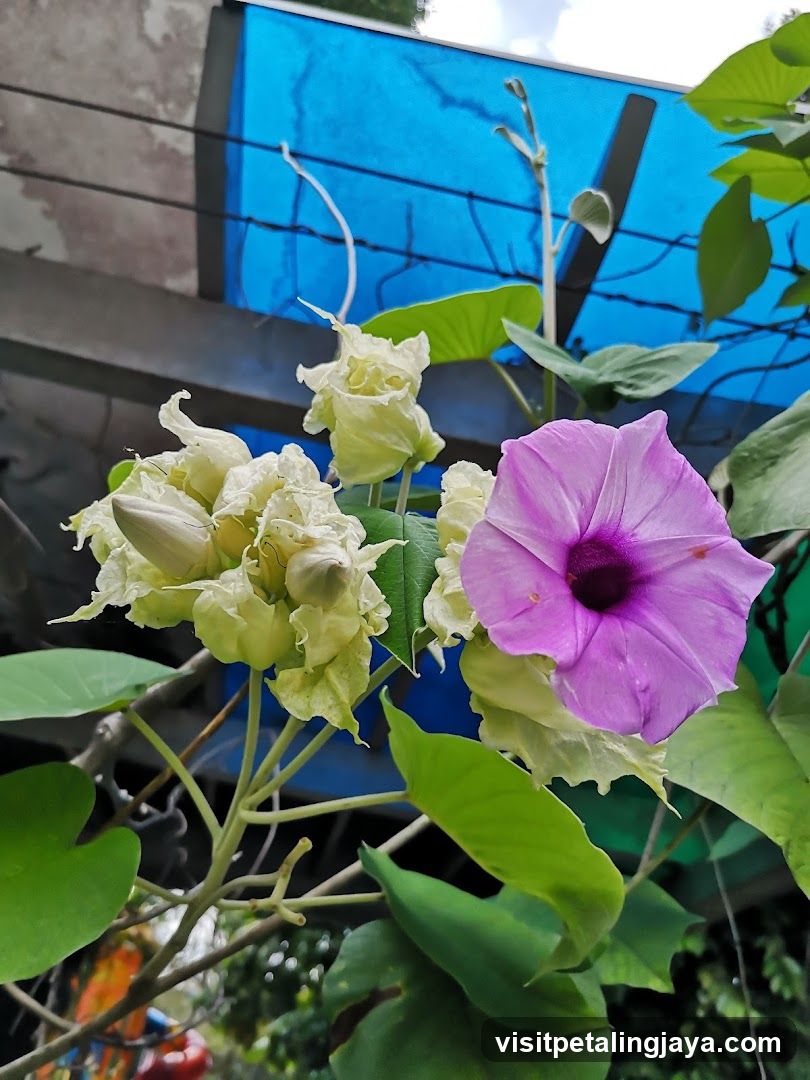Purple and White Flowers
