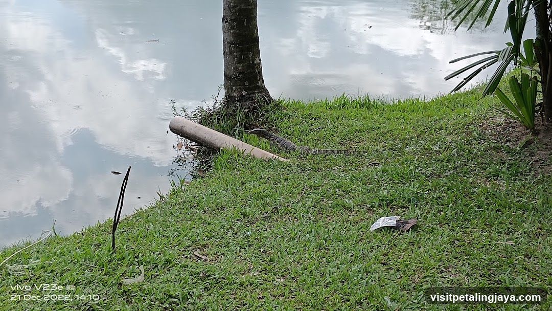 Lizard near water edge