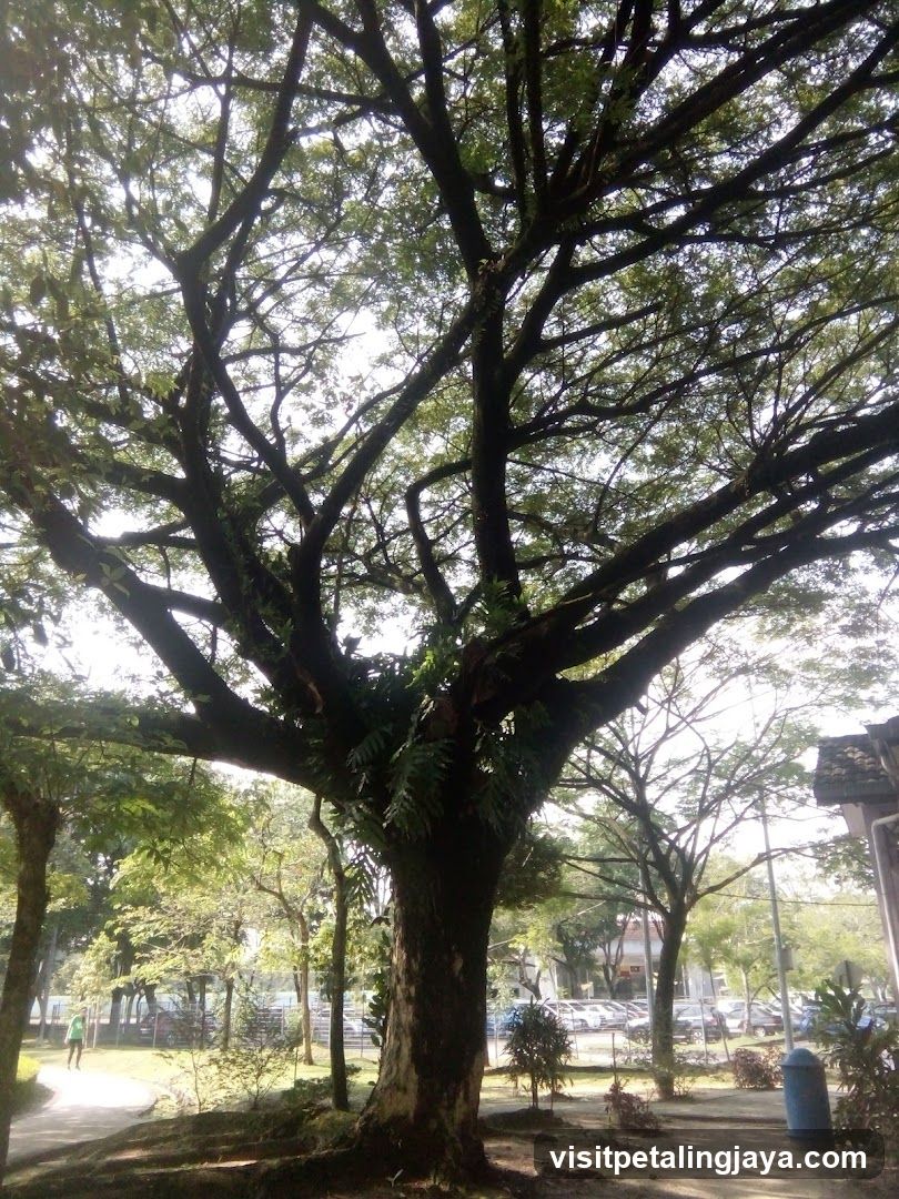 Large Tree in Park