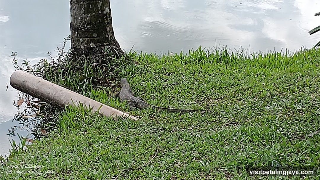 Lizard on grass near water