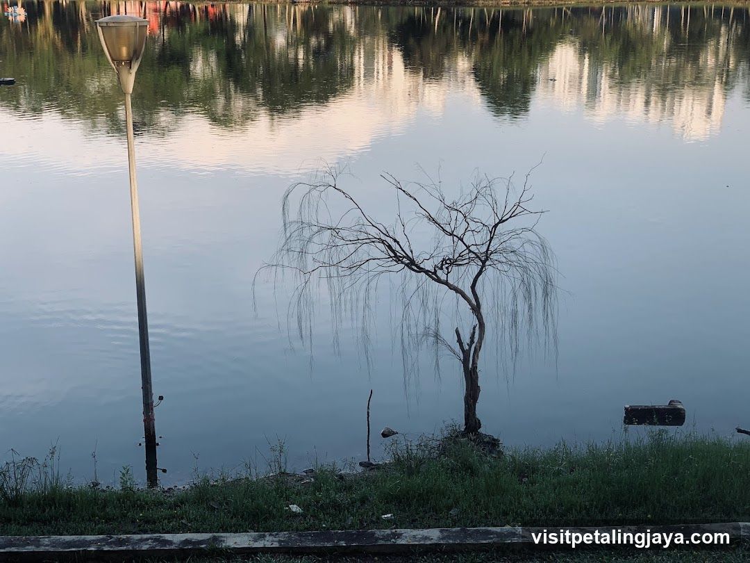 Lakeside Tree and Lamp Post