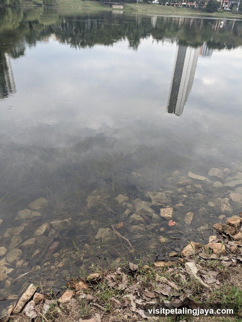 Lake Reflection with Rocks and Vegetation