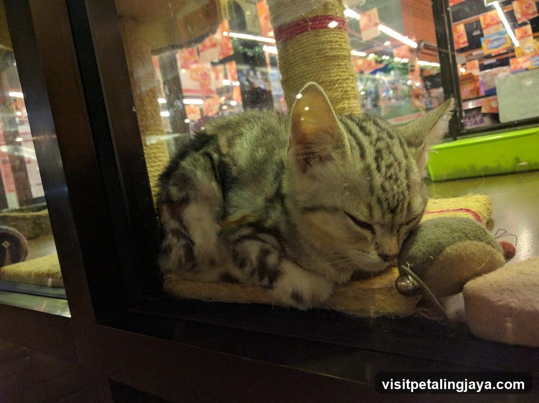 Cat Sleeping in Shop Window Display