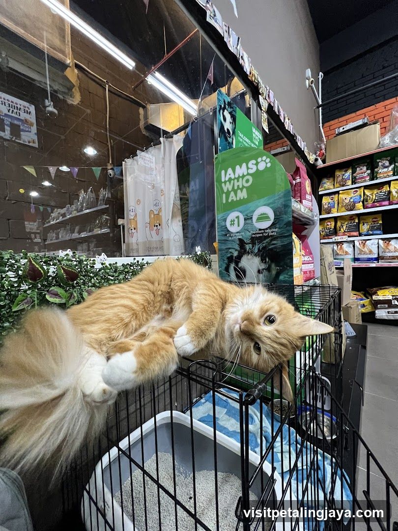 Cat in Pet Store