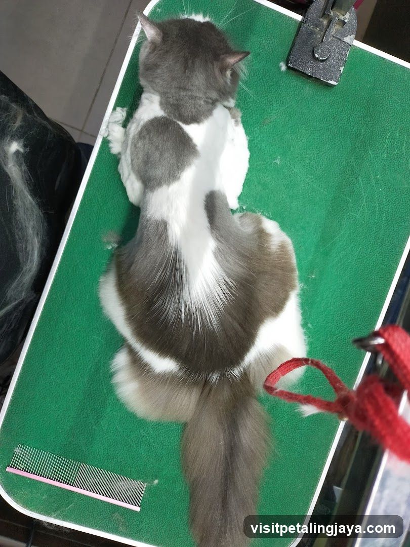 Cat Grooming Session