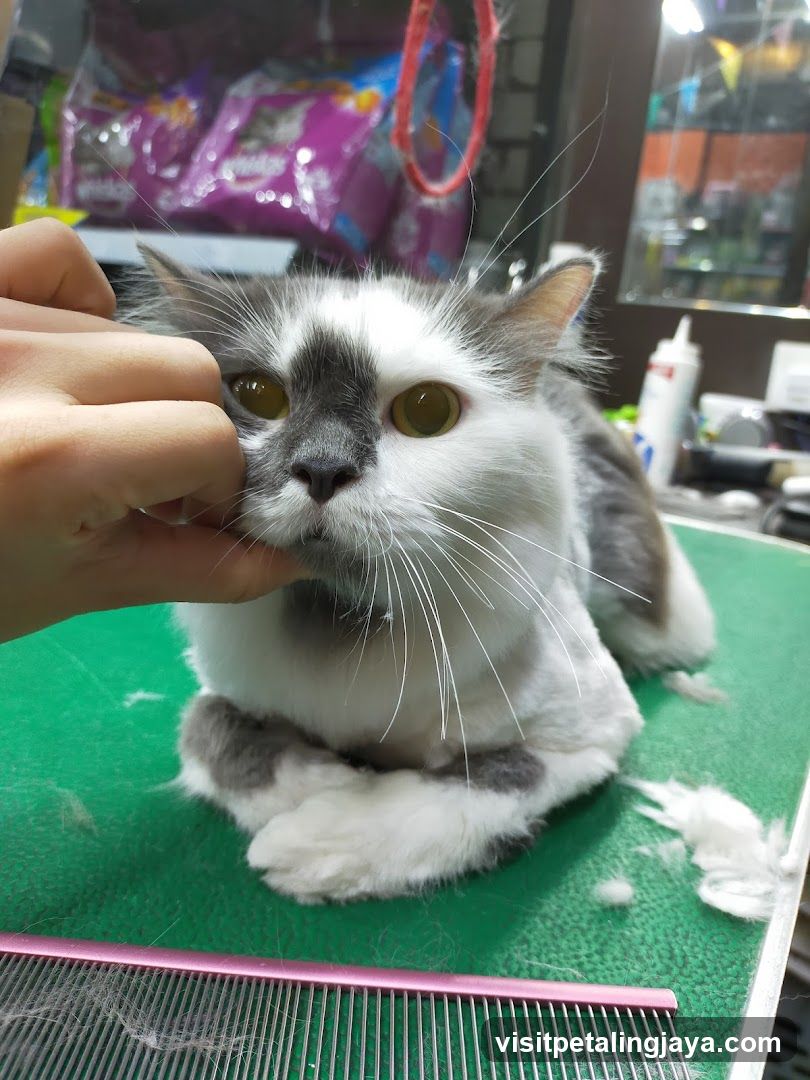 Cat Grooming Session